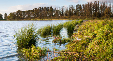 Rushes in a flooded area