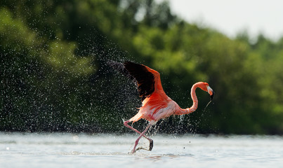 Der Flamingo läuft mit Spritzern auf dem Wasser
