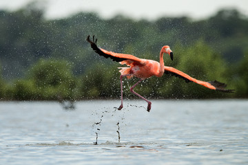 Obraz premium The flamingo runs on water with splashes