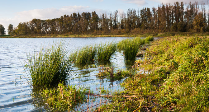 Rushes in a flooded area