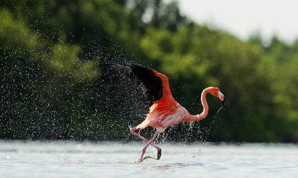 Fototapeta The flamingo runs on water with splashes