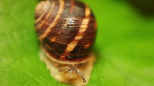 HD  Snail on the leaf after Rain Macro  1980x1080p