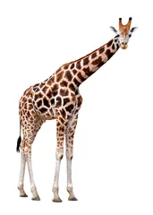 No drill light filtering roller blinds Giraffe Giraffe isolated