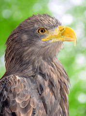 Sea Eagle