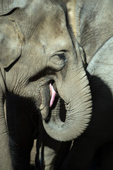 Naklejka premium Elephant Close Up