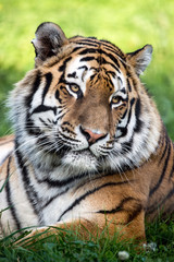 Tiger Portrait