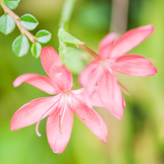 Lily Lovelies