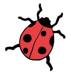 Drawing ladybug