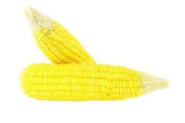 corn on white background
