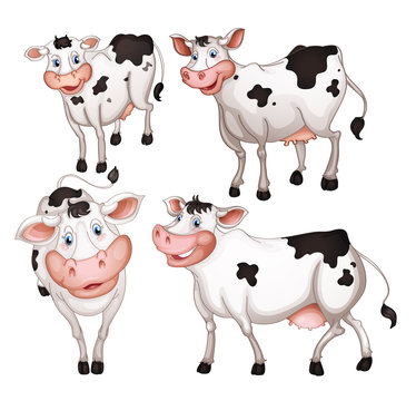 four cows