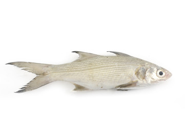 fresh fish isolated on white