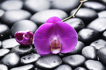 beautiful pink orchid with pebbles