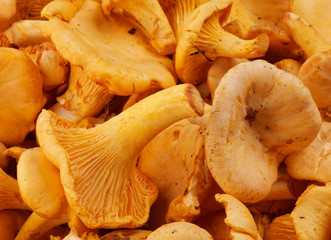 Raw Chanterelles.