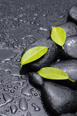 Three green leaves with stones on wet black background