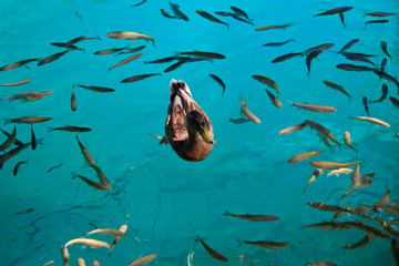 anatra circondata dai pesci - lago di Plitvice