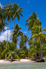 Fototapeta na wymiar Tropical beach with exotic palm trees