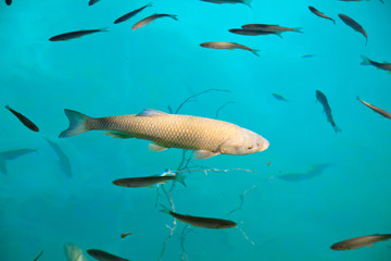 pesci nel lago - Parco Nazionale di Plitvice