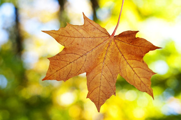 Naklejka na ściany i meble jesienią liści