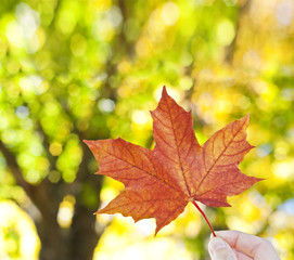 hand holding fall leaf