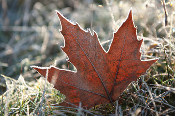 Fototapeta premium autunno foglie 5781