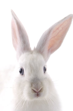 Close up head of rabbit