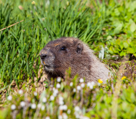 Marmot