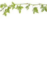 branch of ivy border