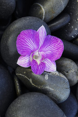 Obraz na płótnie Canvas black pebbles with beautiful pink orchid