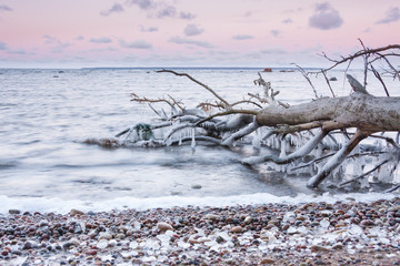 Fallen tree in sea at sunset