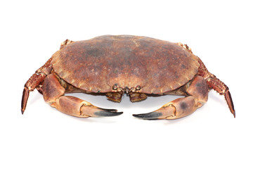 crabe