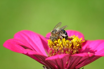 bee on zinnia flower