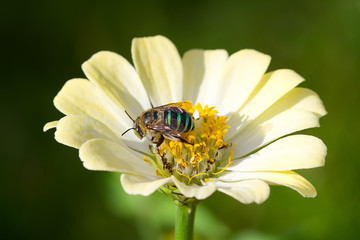 bee on zinnia flower