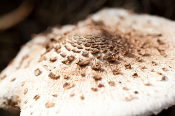 Brown spotted poisonous toadstool close view