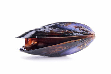 isolated mussels
