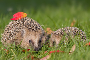 Igel im Herbst