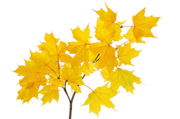 Maple branch with bright yellow leaves