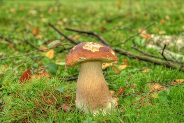 mushroom right-handed