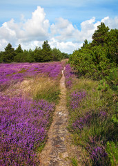 Fototapeta premium hiking trail
