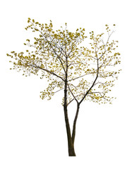 single small spring isolated maple tree