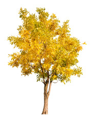 single gold autumn tree isolated on white