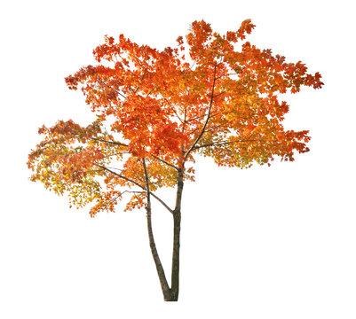 red isolated autumn maple tree