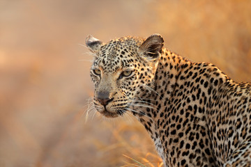 Leopard portrait