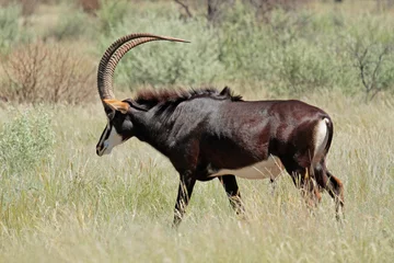 Foto op Canvas Sable antelope © EcoView