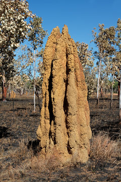 Cathedral Termite Mound, Australia