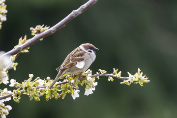 Feldsperling (Passer montanus)