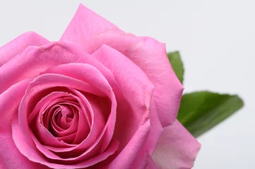 Fotobehang Macro Close up van roze roos hart