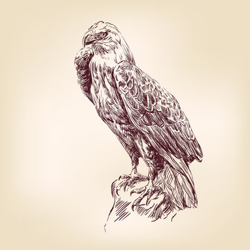 Eagle - vector illustration
