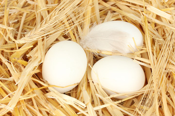 white eggs in a nest of straw close-up