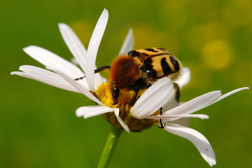 Bee beetle