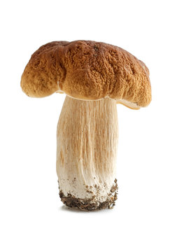 Boletus Edulis mushroom isolated on white background